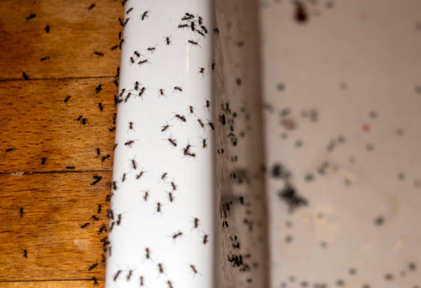 Pest Prevention Services in Jacksonwald, PA